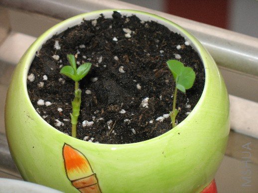 BigBull_��Ƭ 020.jpg