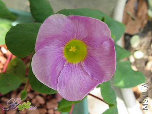 o'purpurea lavender 3.jpg