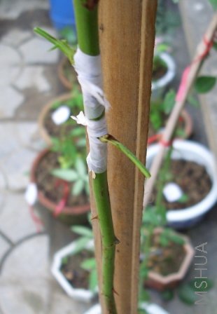 IMG_0284.JPG