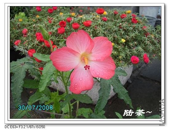 IMG_��Ҷ���1.JPG