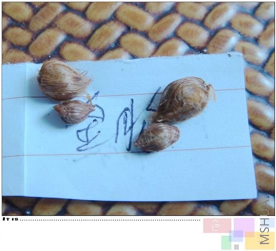 ������������С����СV���ģ�Ӧ��Ҳ�ǽ����ɡ���ллСV