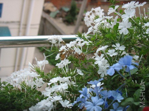 BigBull_��Ƭ 022.jpg