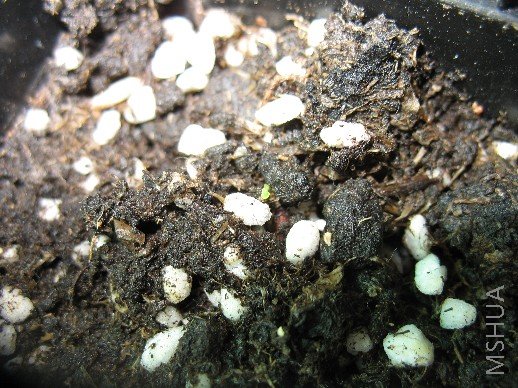 BigBull_��Ƭ 045.jpg