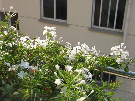 ��ѩ�ĺ�̲���