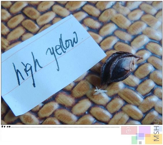 hight yellow��high pink��һ���ˣ�������ֻ��һ��