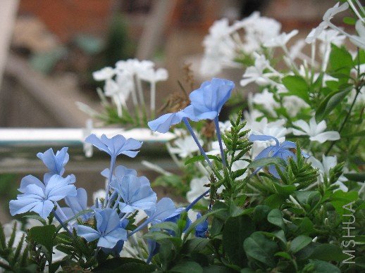 BigBull_��Ƭ 017.jpg