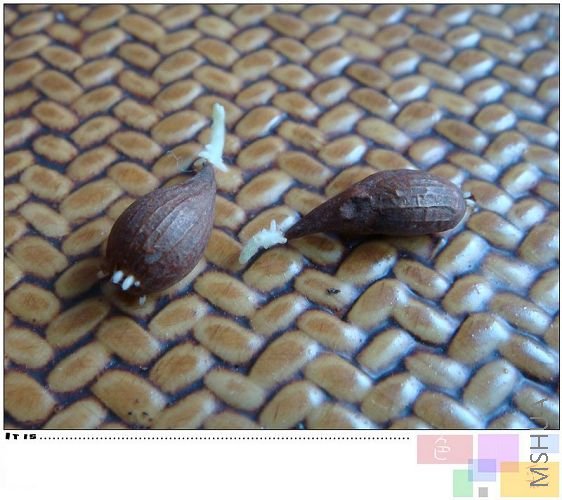 �����ӣ��Ѿ���ѿ������ˣ������£�������