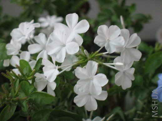 BigBull_��Ƭ 008.jpg