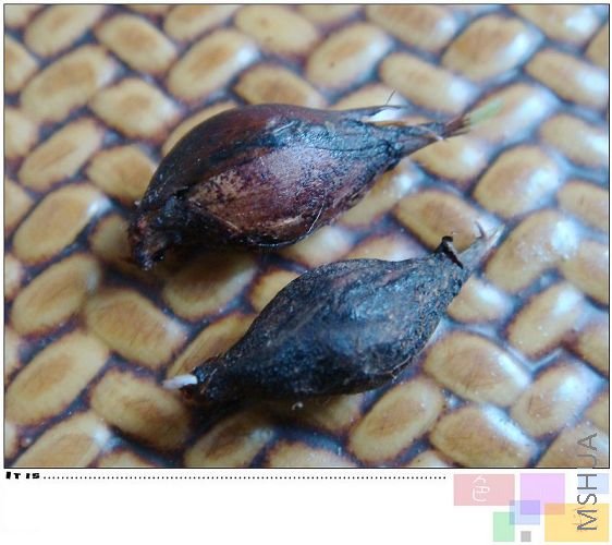 ˫ɫ������Ҳ��ѿ��