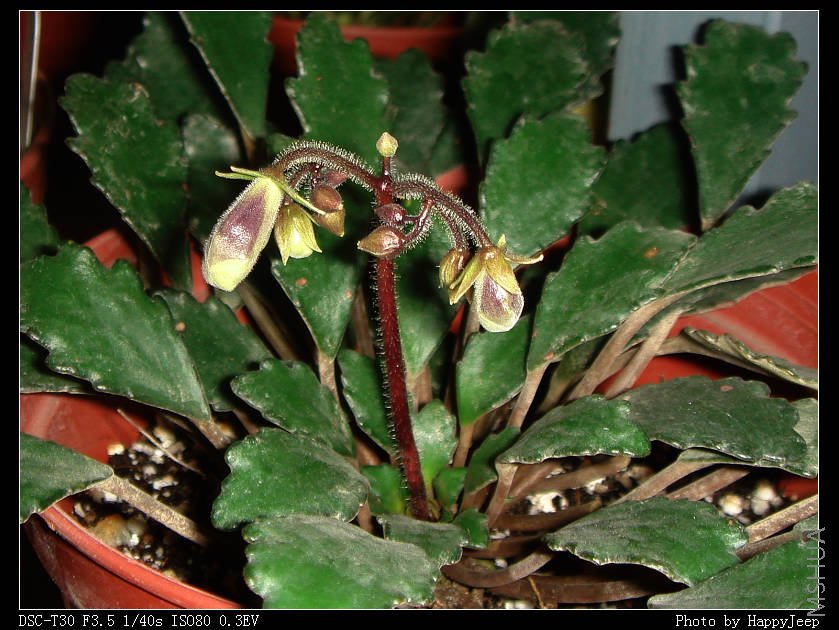 081015 ��Ҷ��Ͳ��̦.jpg