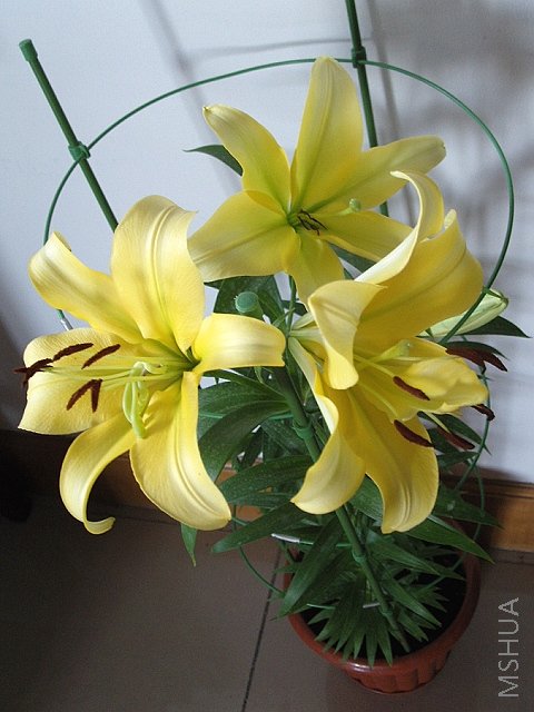 ��Ȼֻ��3��ͬʱ�������Ѿ��ܻ�����