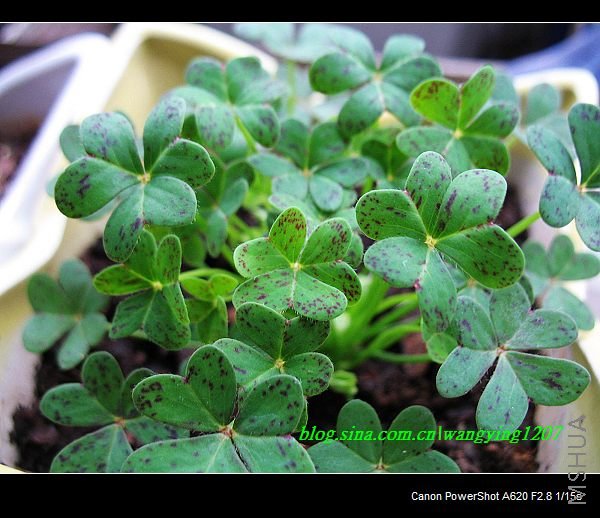 nEO_IMG_������10��16 009.jpg