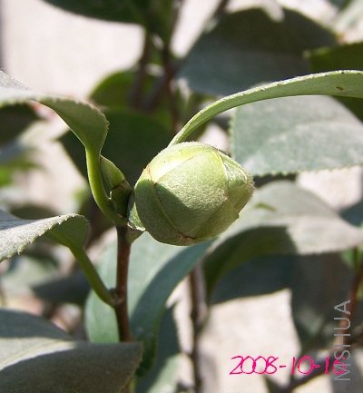 ������˼�ܶ��