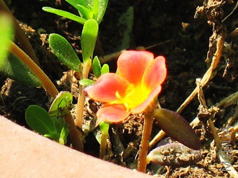 BigBull_nEO_IMG_��Ƭ 011.jpg