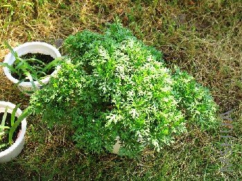 BigBull_BigBull_nEO_IMG_��Ƭ 012.jpg