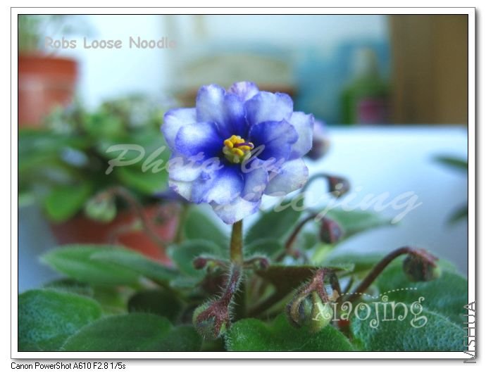 Robs Loose Noodle-1.jpg