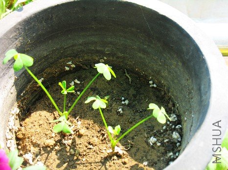 BigBull_nEO_IMG_��Ƭ 005.jpg