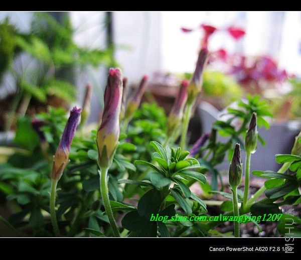 nEO_IMG_������10��16 017.jpg