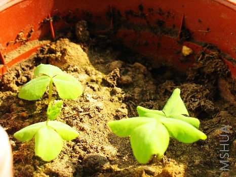 BigBull_nEO_IMG_��Ƭ 029.jpg