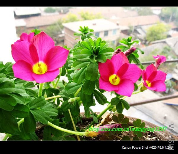 nEO_IMG_������10��16 037.jpg