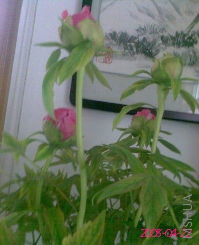 ������� (2).jpg