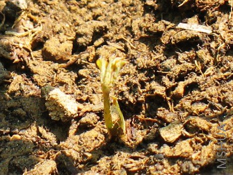 BigBull_nEO_IMG_��Ƭ 007.jpg