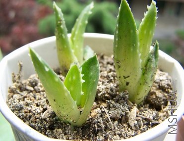 ����Сʱ��