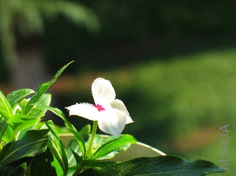 BigBull_nEO_IMG_��Ƭ 023.jpg