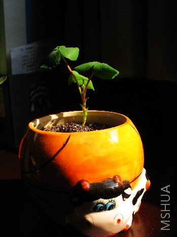 BigBull_nEO_IMG_��Ƭ 028.jpg