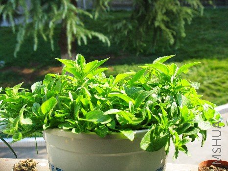 BigBull_nEO_IMG_��Ƭ 026.jpg