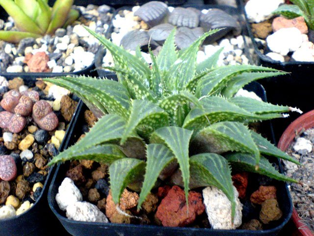 ��Ƭ 093.jpg