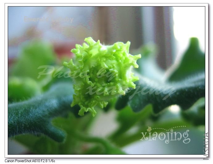 Emerald Lullaby-1.jpg