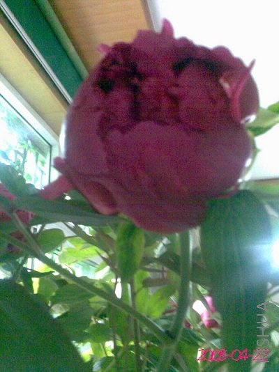 ������� (1).jpg