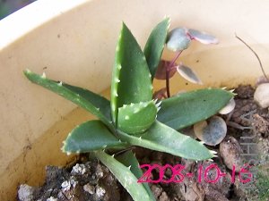 �Ա߻��и�С����