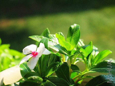 BigBull_nEO_IMG_��Ƭ 024.jpg