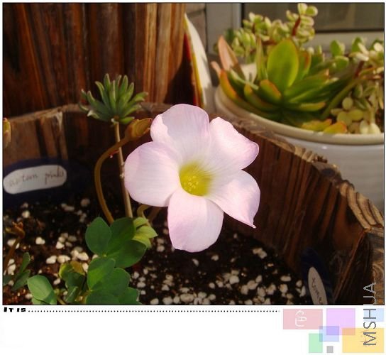 20081018autum pink3.jpg