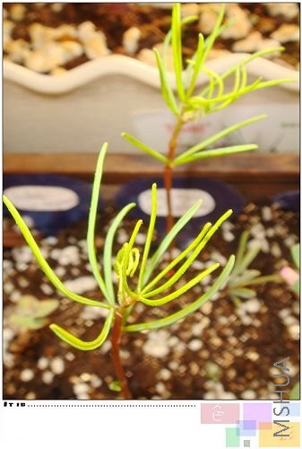 oxalis pollyphylla var pentaphlly �����е����