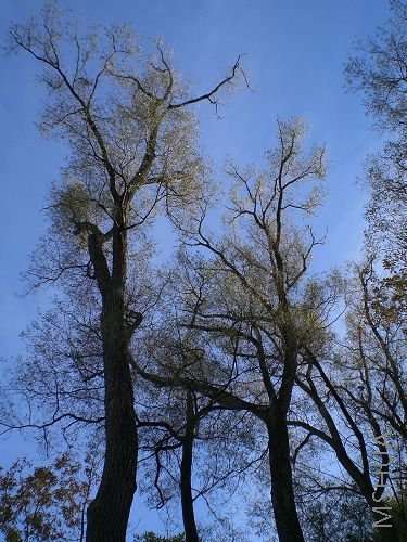 ����Ҷ�ӵ���,����һ������