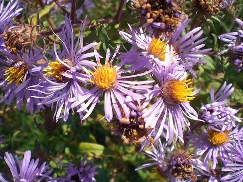 ����Ұ����������