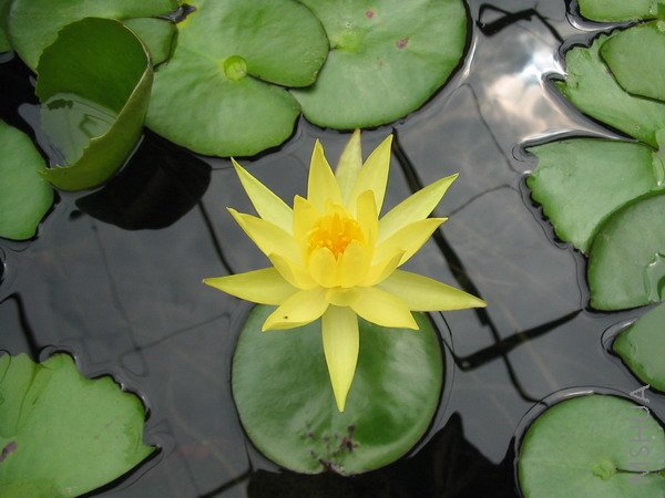 shuilian.jpg