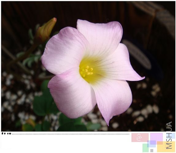 20081018autum pink6.jpg