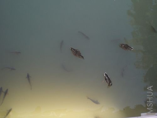 ���,Ѽ��Ҳ��