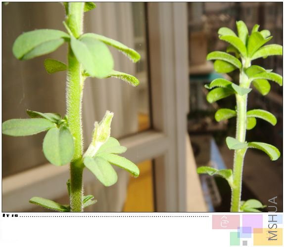 hirta�Ѿ��л����ˣ���û��