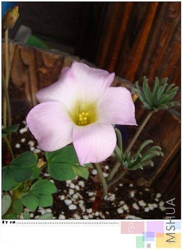 20081018autum pink5.jpg