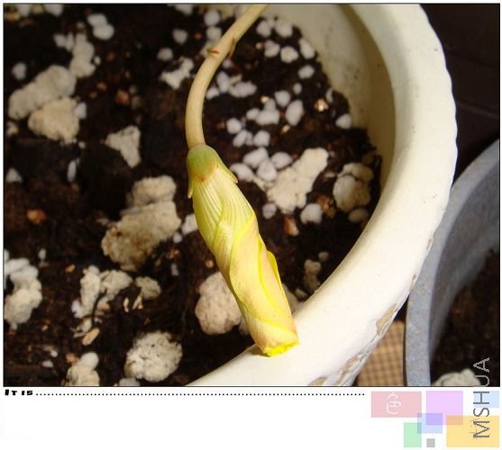 flava����ǰһ���ĵĻ����������Ѿ������ˣ�ֻ��żû�п���