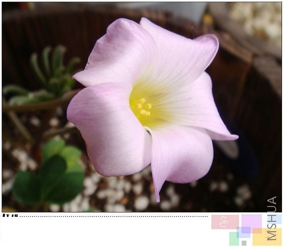 ��������ĵ�һ�ţ������ǰ�漸���е㲻һ����