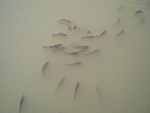 ˮ���Ǻ���,������ܶ�