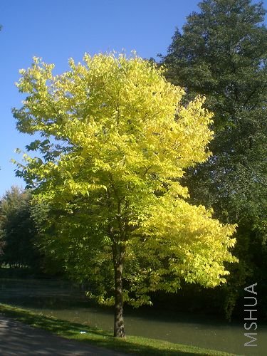 ��Ҷ��ʼ������