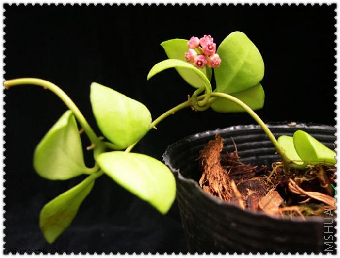 heuschkeliana С����-1.jpg