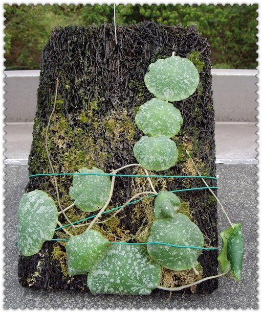 imbricata ���-1.jpg